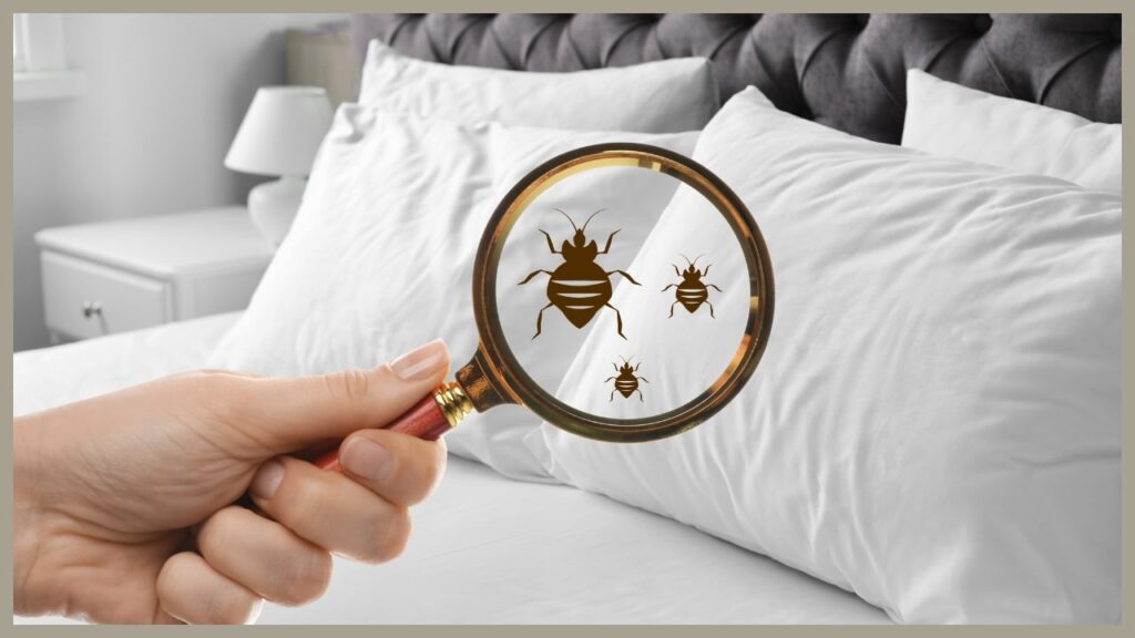 Bed bugs treatment