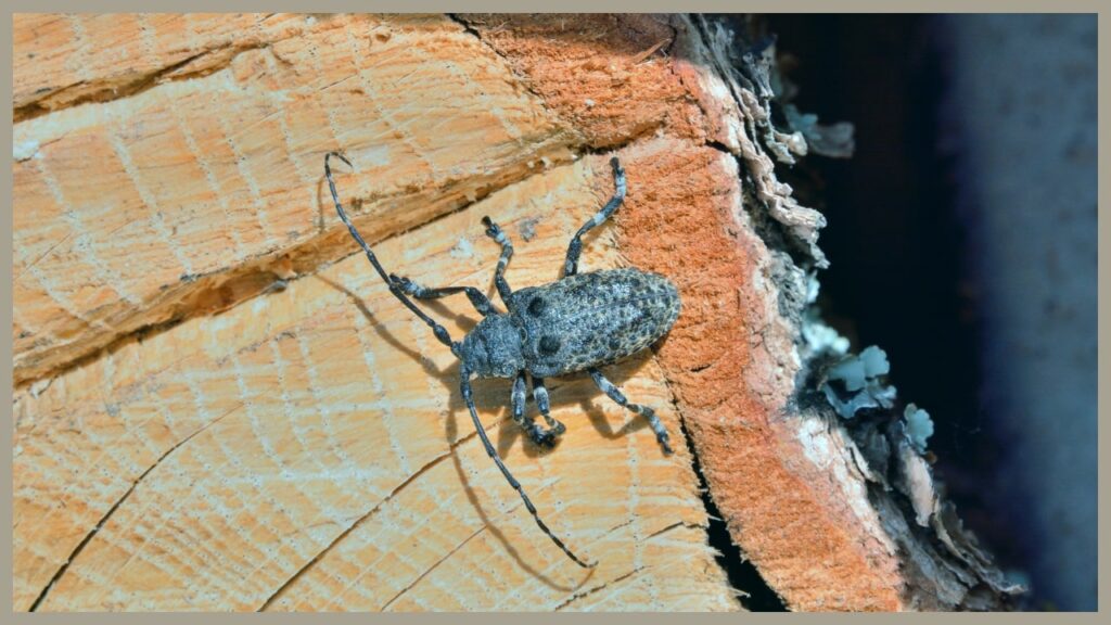 Wood borer treatment