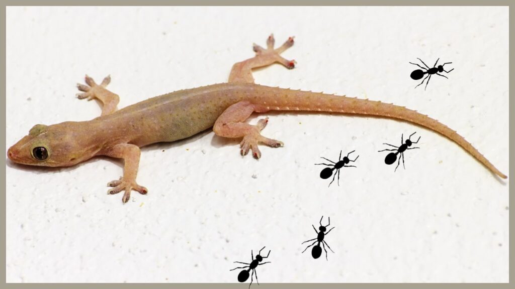 Ants and Lizards Treatment