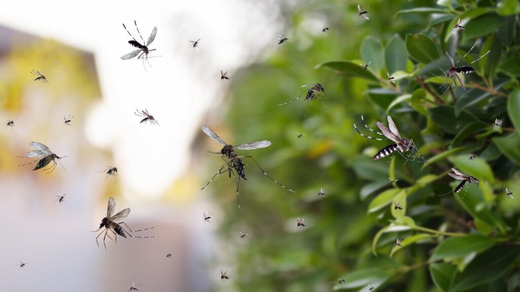 Mosquitoes and Dengue Treatment