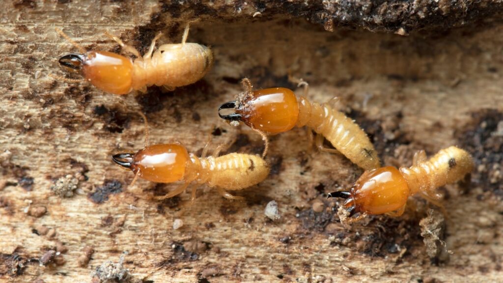 Termite control service in karachi