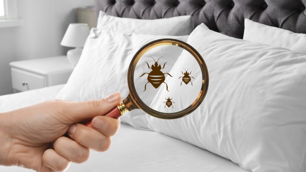 Bed bugs treatment in karachi