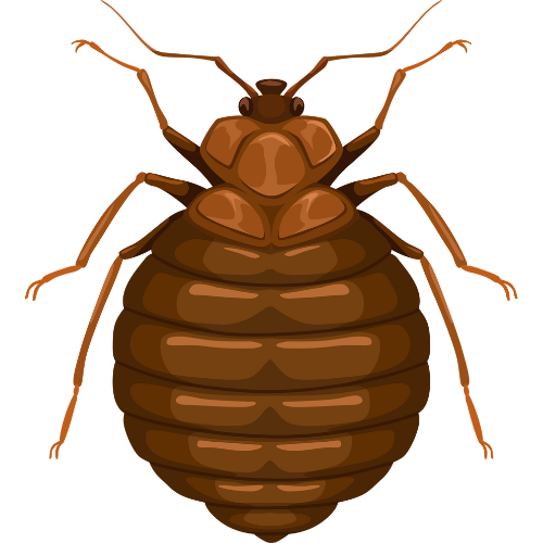 Bed bugs treatment in karachi