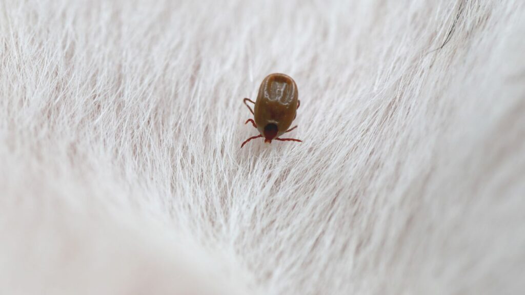 Ticks and Fleas treatment